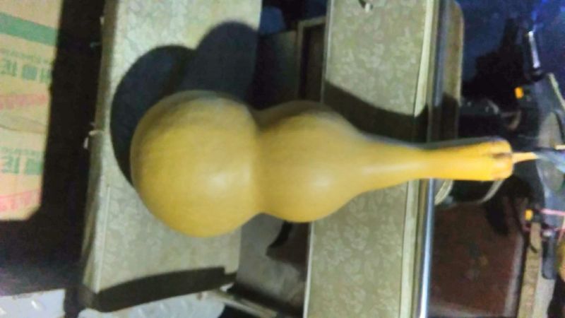 长嘴亚腰葫芦35~45cm