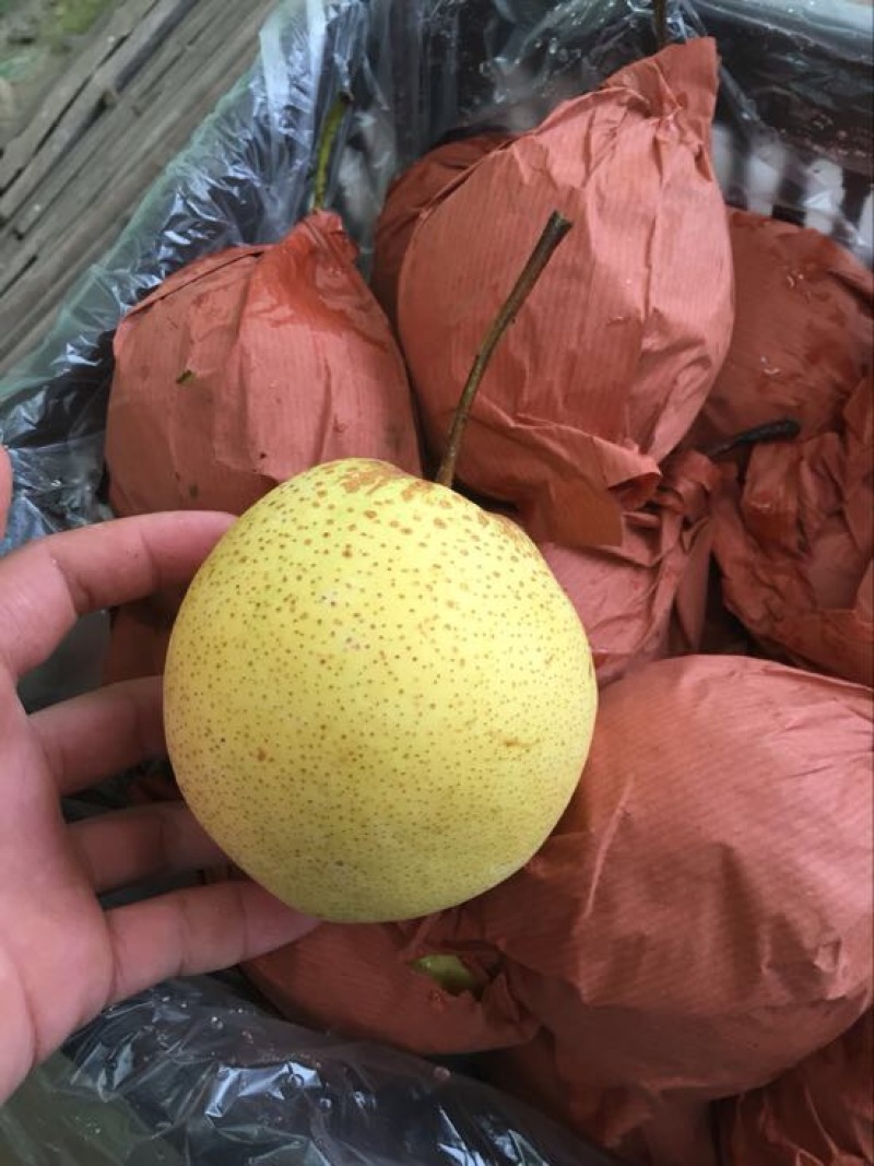 雪花梨