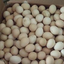 土鸡蛋鸡蛋散养鸡蛋粉蛋