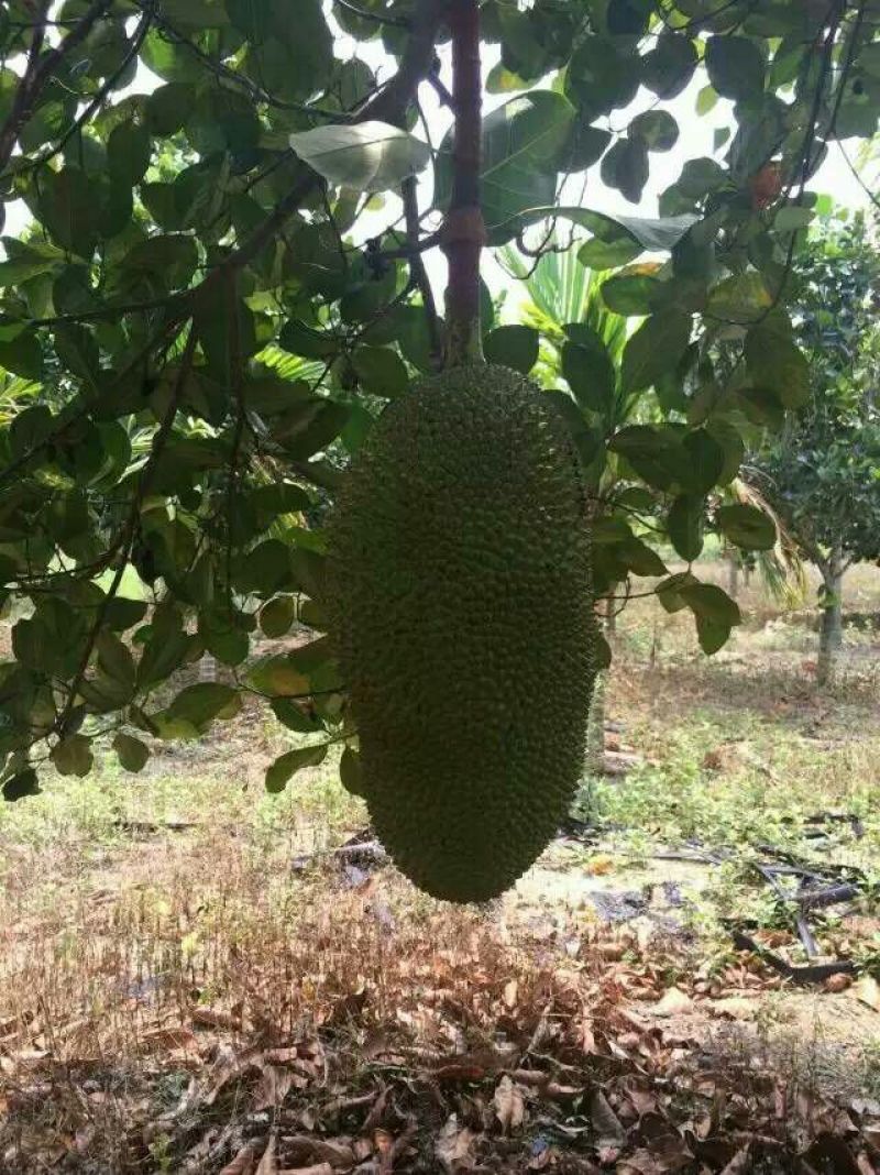菠萝蜜10~20公斤档口批发电商代发