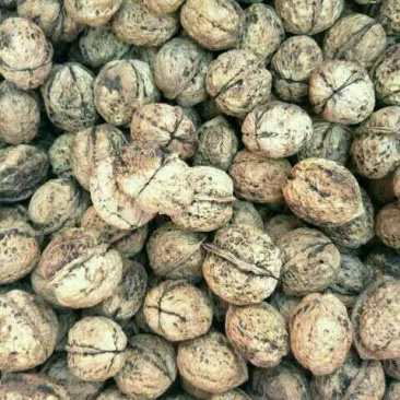 薄皮核桃30mm以上去皮干