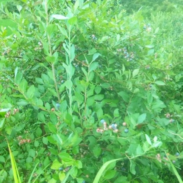 蓝莓鲜果8~10mm以上
