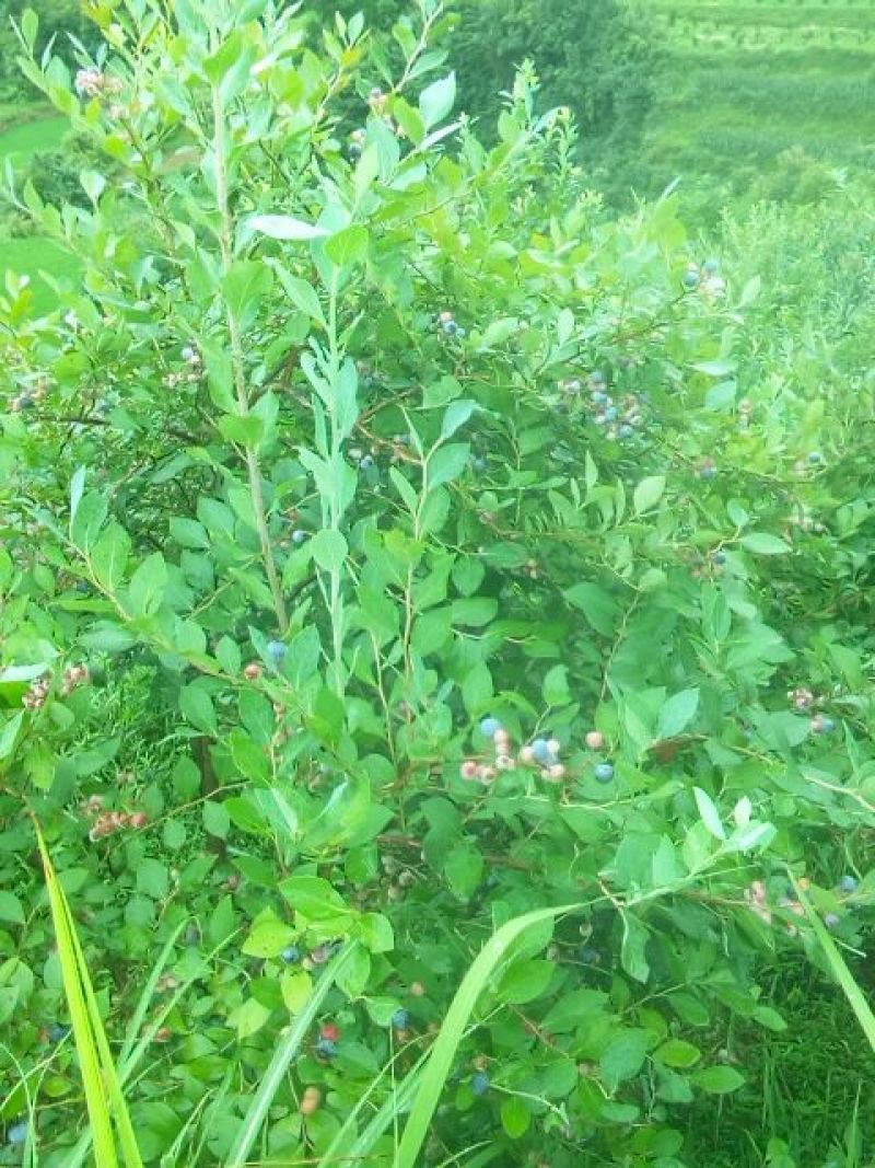 蓝莓鲜果8~10mm以上
