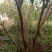 石榴树8~10cm6~8cm2.5~3米