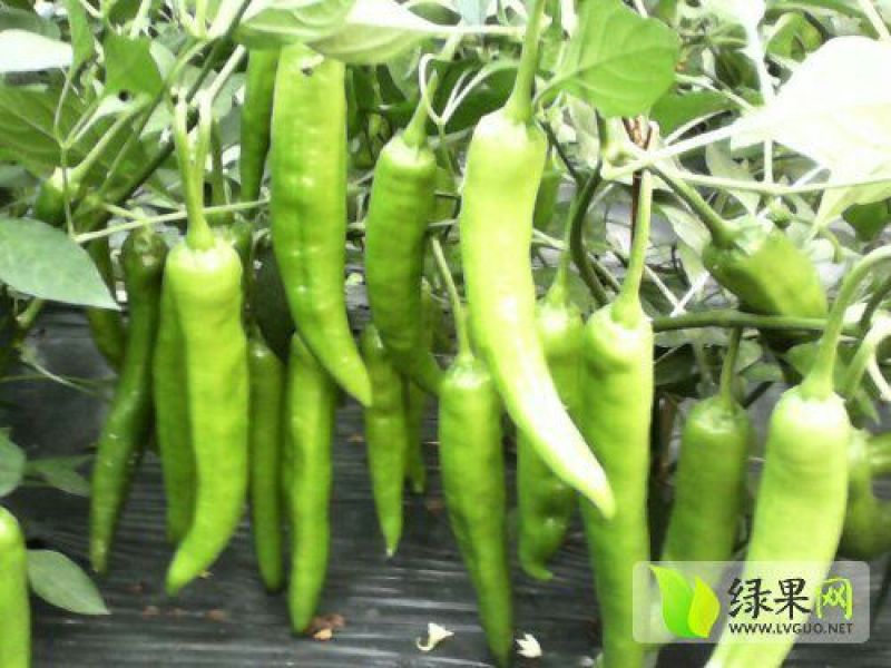 青椒3cm以上