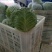 新甘蓝大量上市1~2公斤甘蓝包心菜新鲜蔬菜大头菜卷心菜