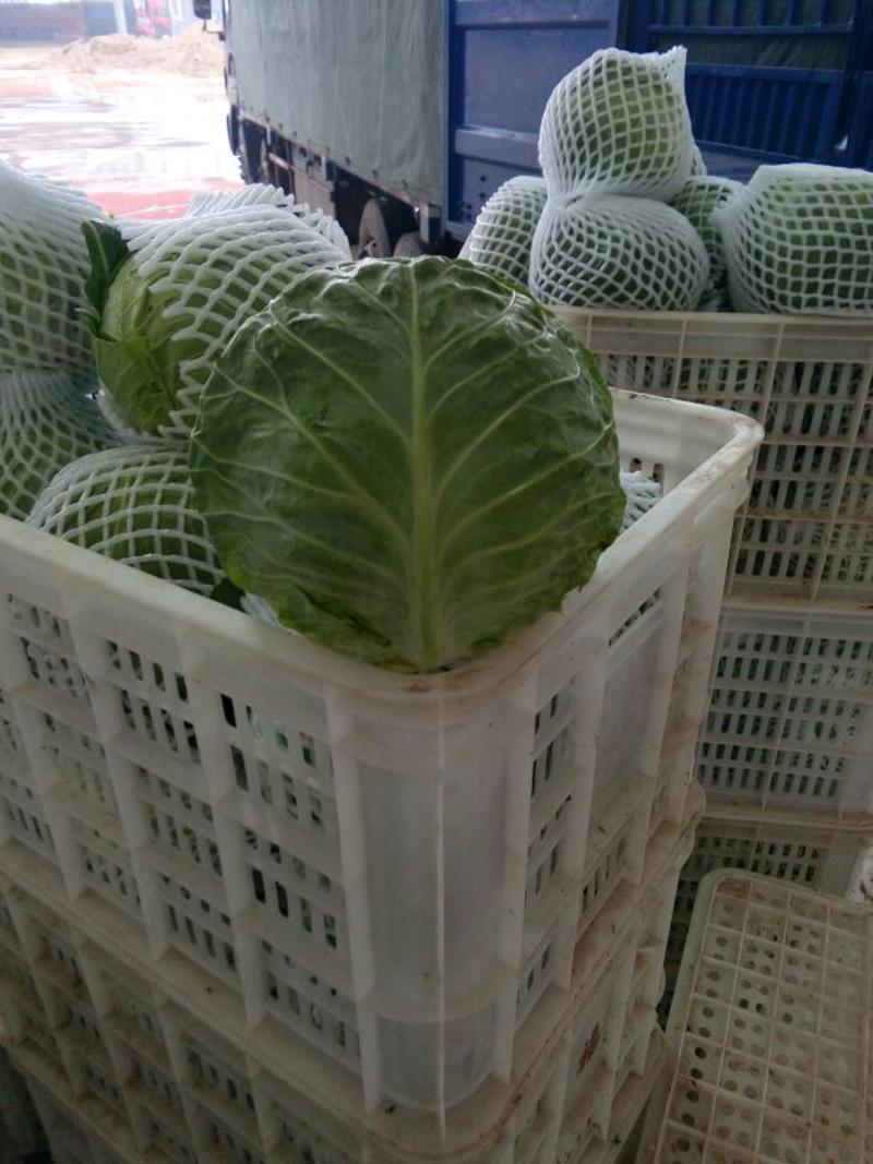 新甘蓝大量上市1~2公斤甘蓝包心菜新鲜蔬菜大头菜卷心菜