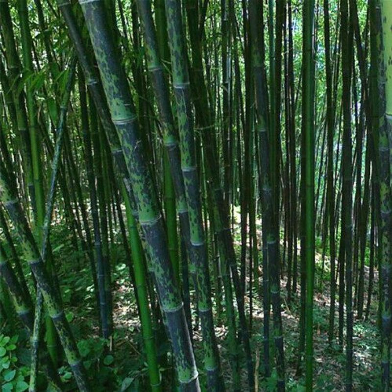 竹子5~6m
