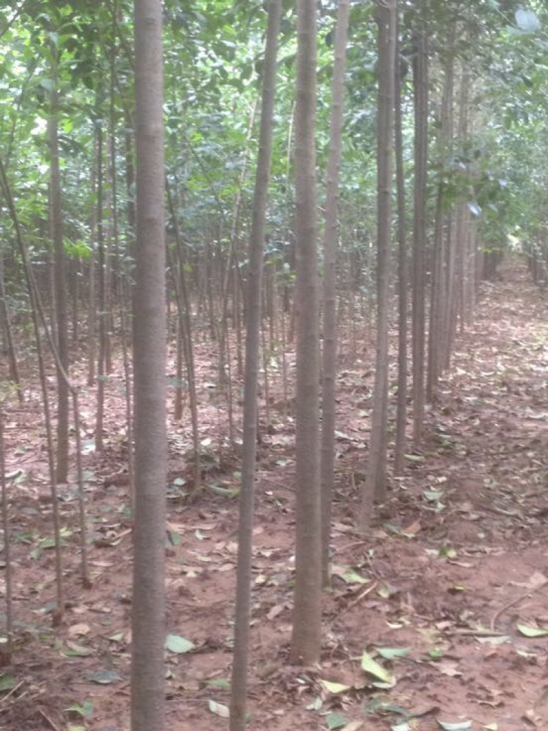 大叶女贞