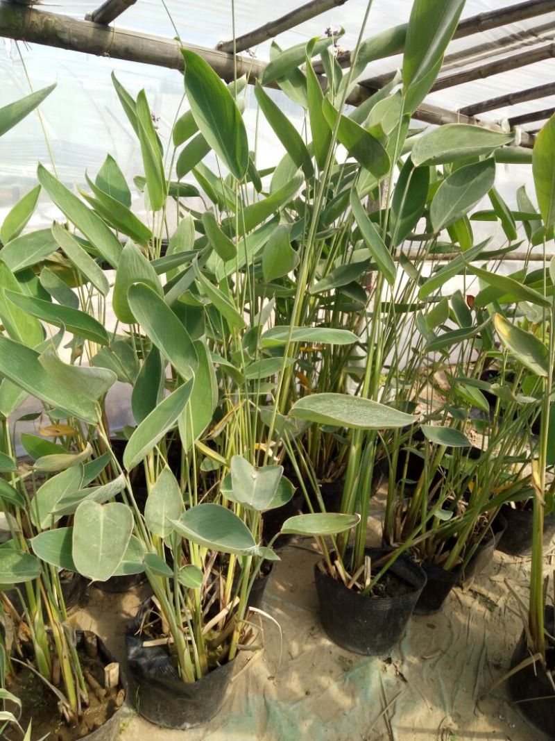 荷花60cm以上