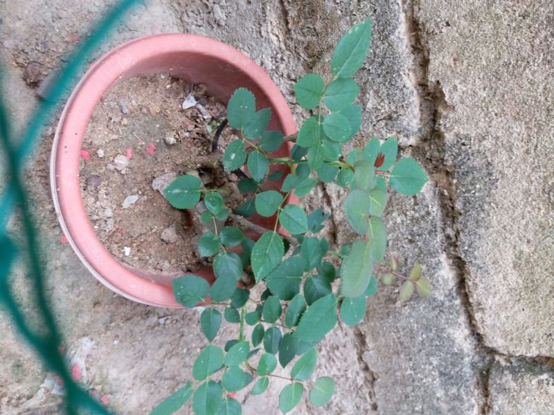 玫瑰盆花不含盆