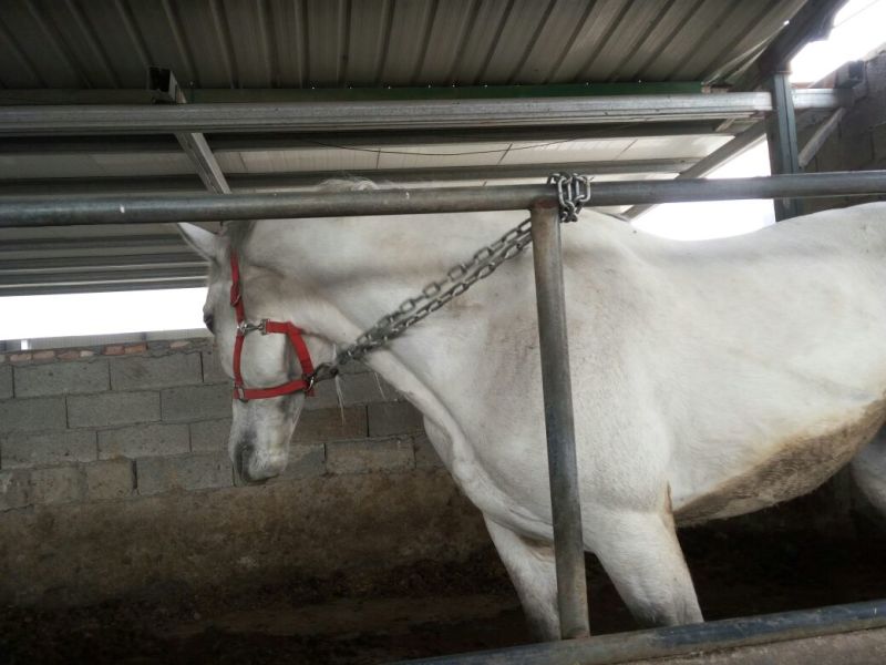 伊犁马200~300kg