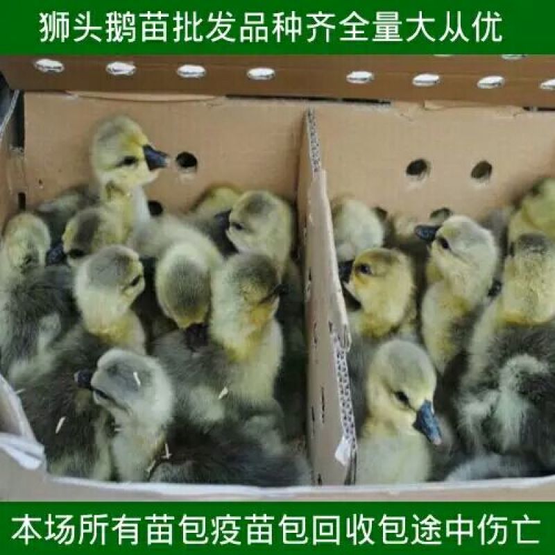 狮头鹅苗250g以上