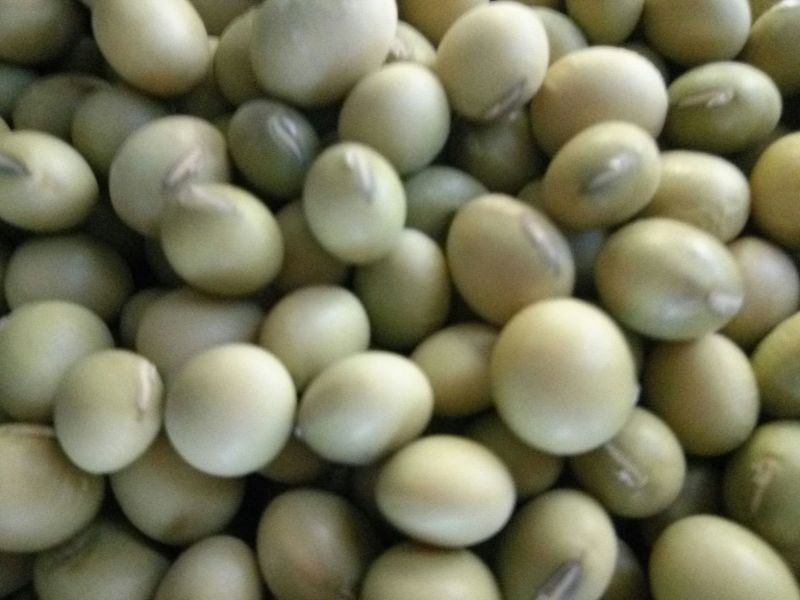新鲜青豆颗粒饱满产地直供量大价优质量保证