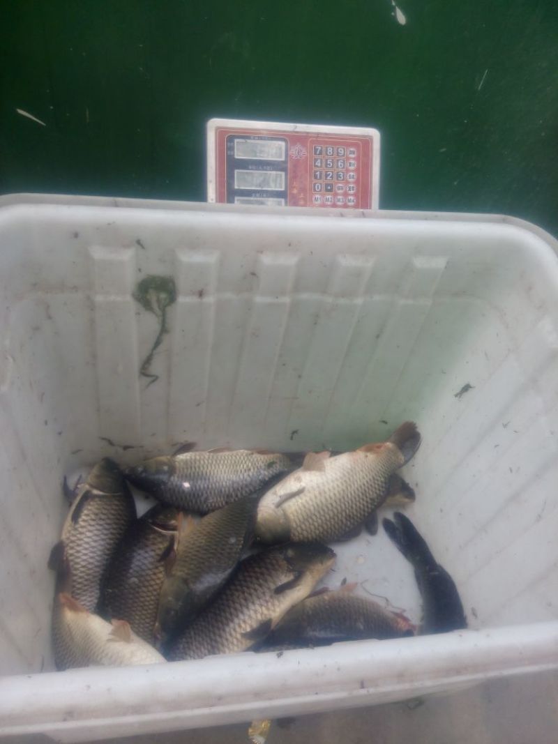 池鲤鱼食用2~3公斤