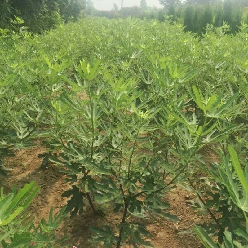 无花果苗50~80cm结果早