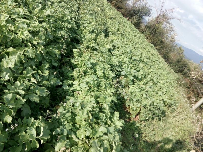 白萝卜2.5~3斤起
