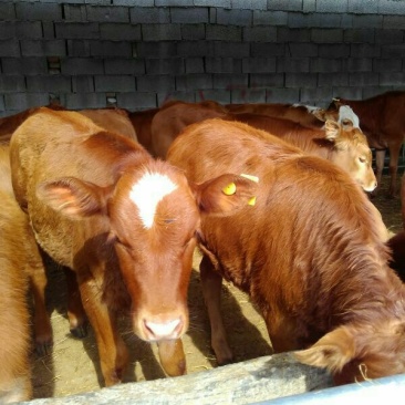 南阳黄牛犊100~200kg