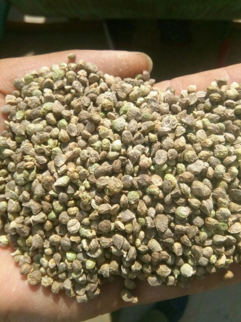 大叶菠菜15~20厘米