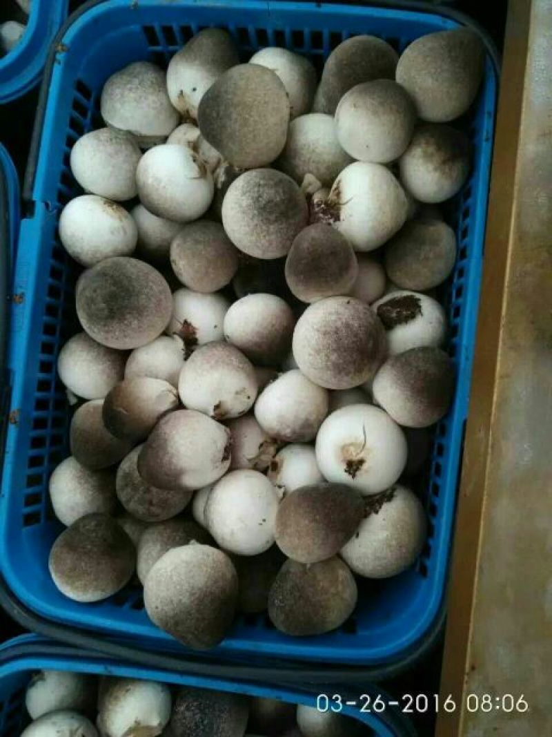 鲜草菇88%特级