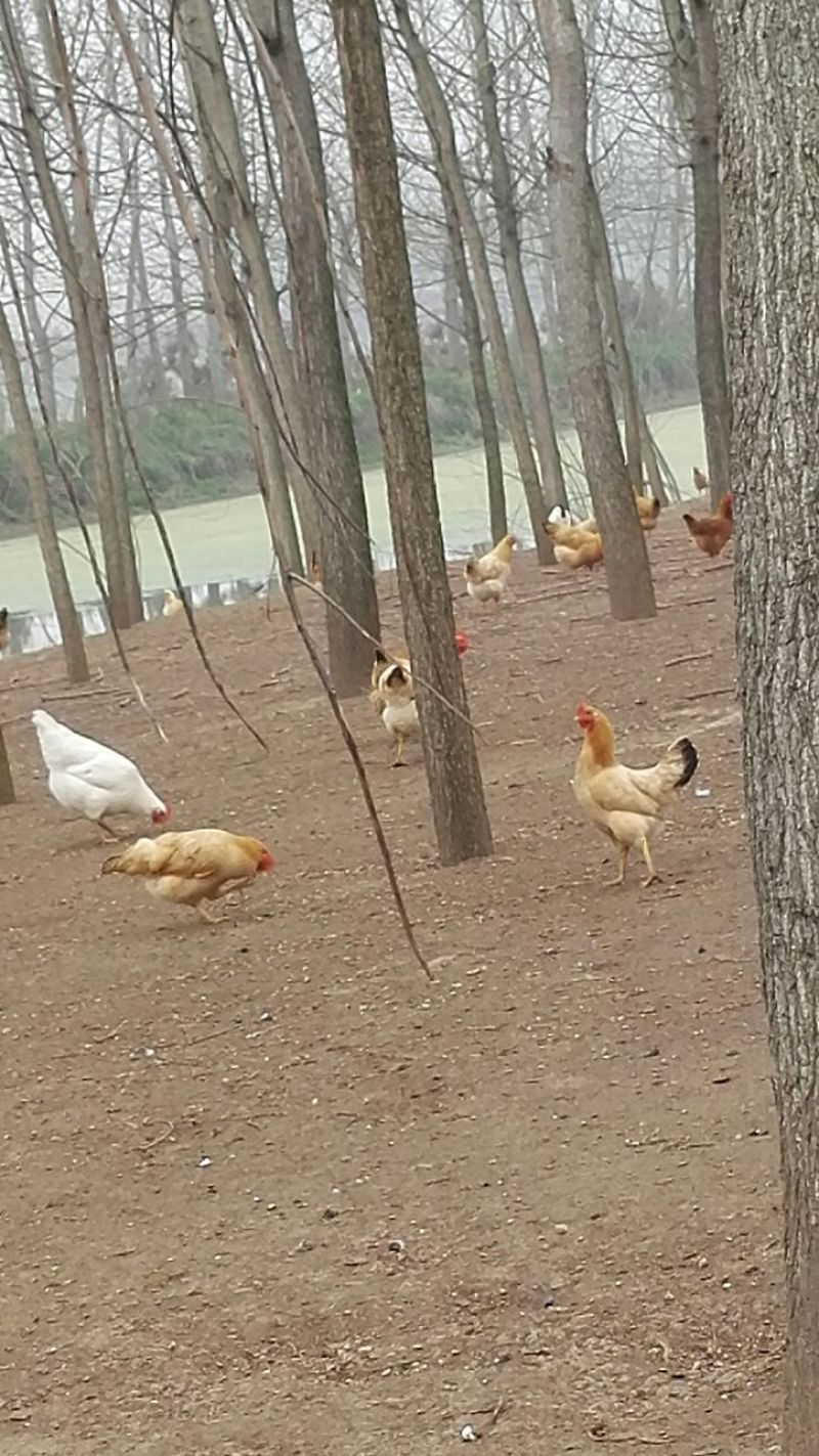 麻鸡12月以上