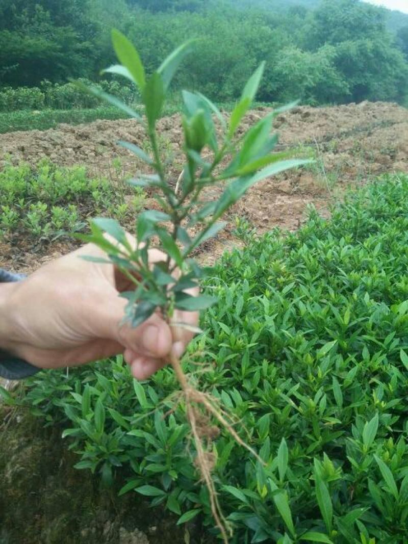 小叶栀子苗10~20cm20~30cm