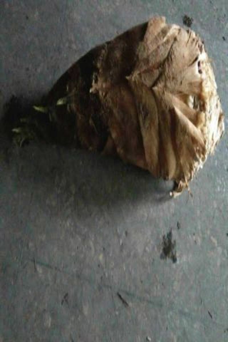 毛竹春笋