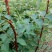 花椒苗0.5~1年