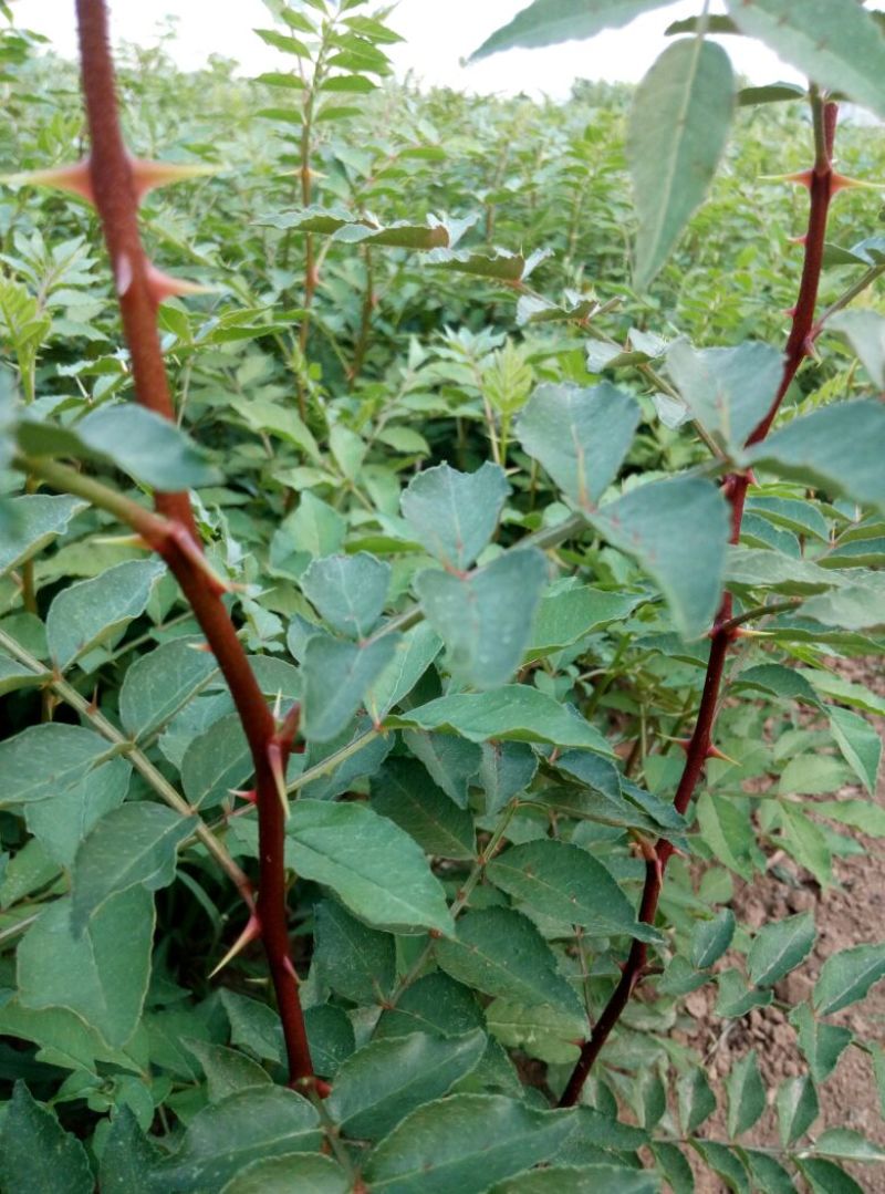花椒苗0.5~1年