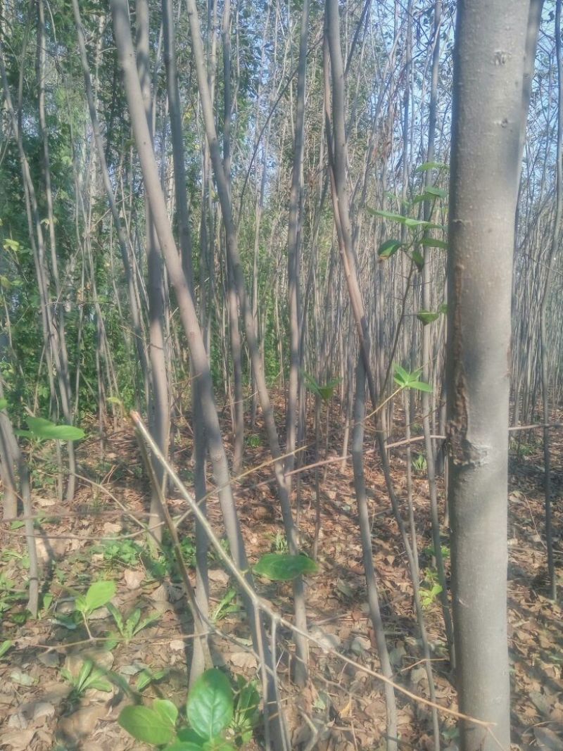 柿树