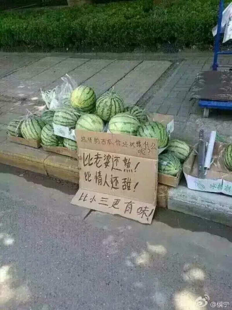 京欣西瓜8斤打底9成熟1茬