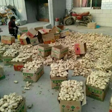 生姜4两以上带土