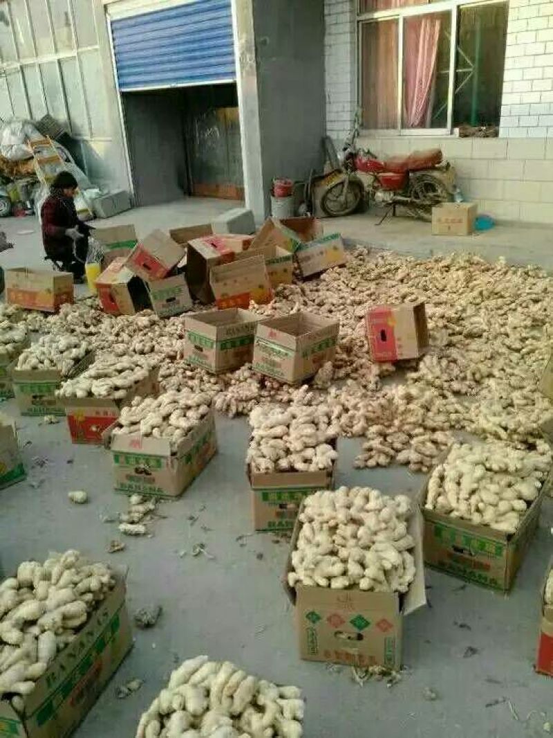 生姜4两以上带土