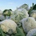 白花菜包装