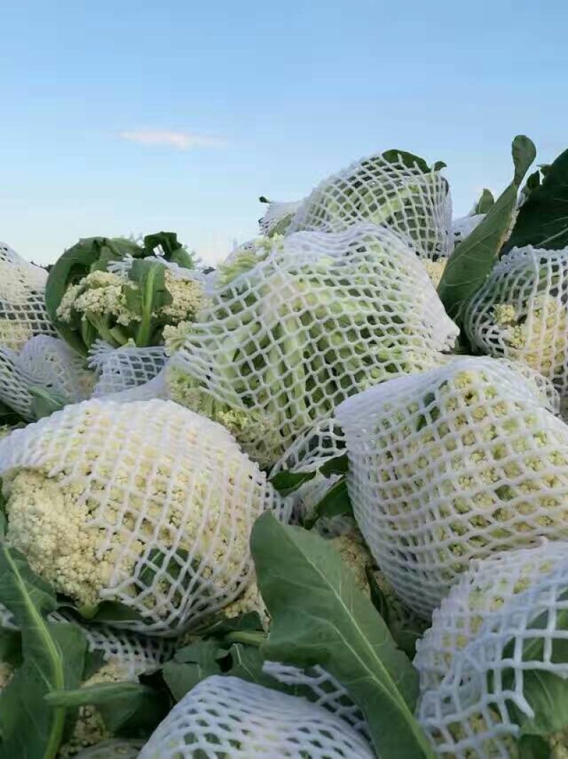 白花菜包装