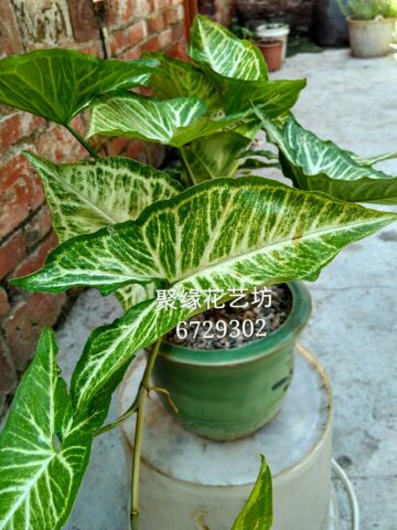 合果芋(白蝴蝶)包邮.产地广东德庆县.耐萌