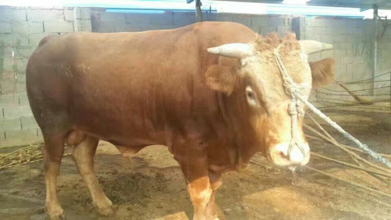 牛犊300~400kg
