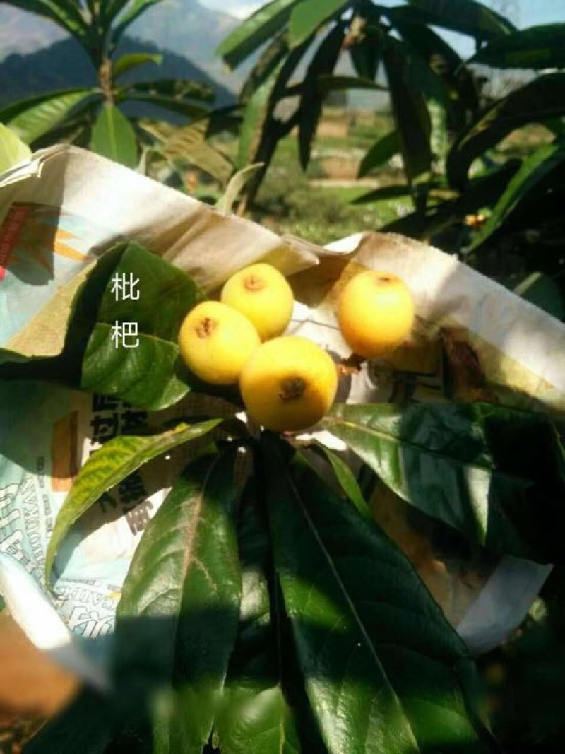 3元【正宗】攀枝花米易枇杷，产地直供一件代发供应链