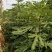 大量出售无花果苗布兰瑞克波姬红品种齐全价格优惠