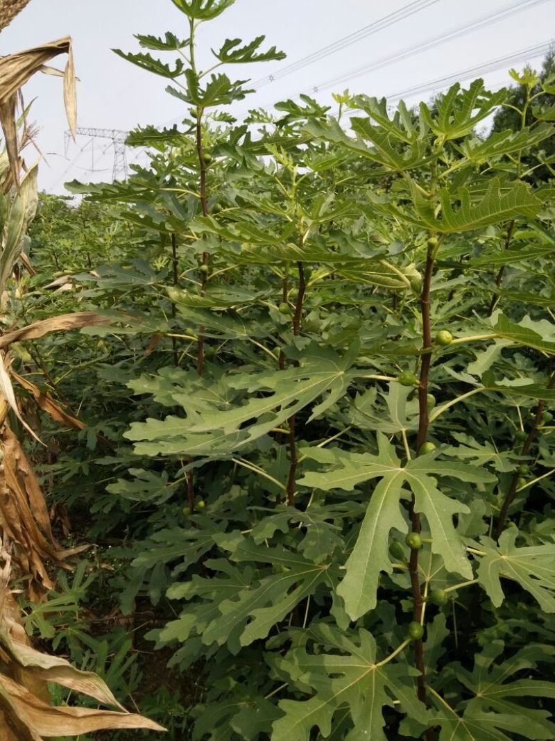 大量出售无花果苗布兰瑞克波姬红品种齐全价格优惠