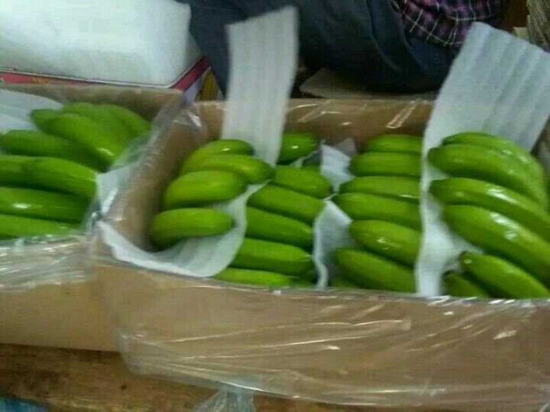 威廉斯香蕉七成熟