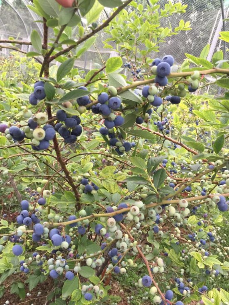 蓝莓