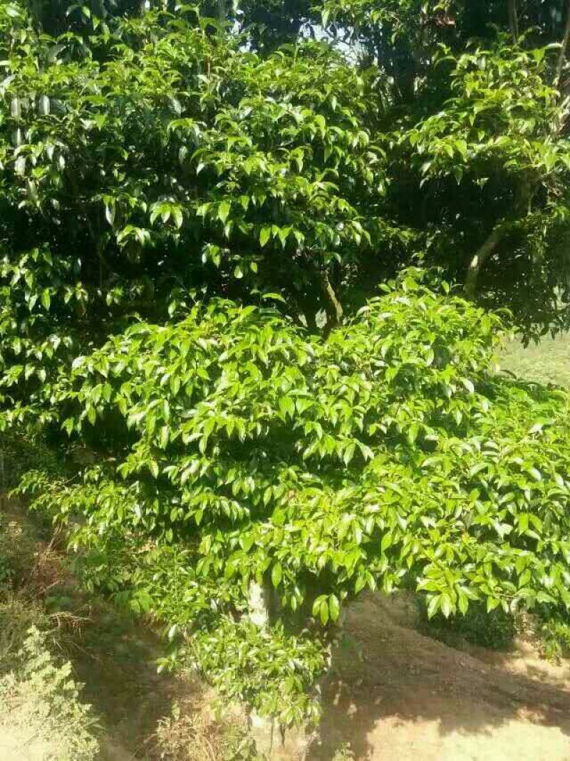 百年大树茶