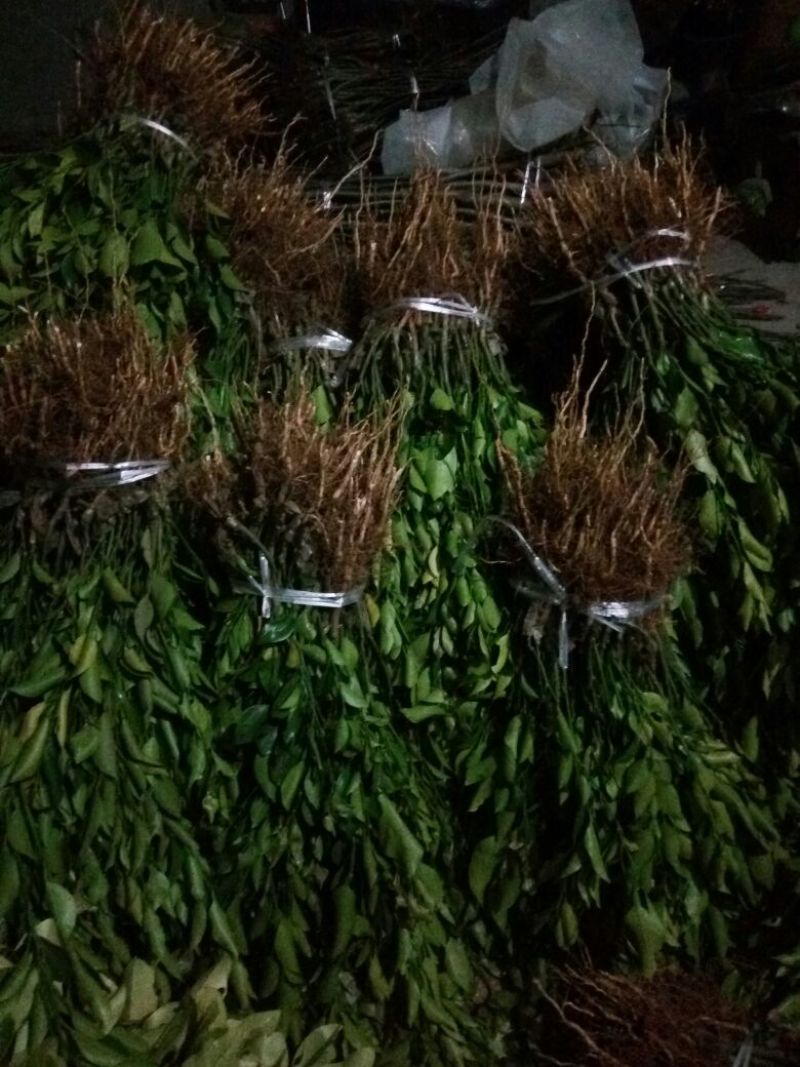 春见苗品质保证，假一赔十。
