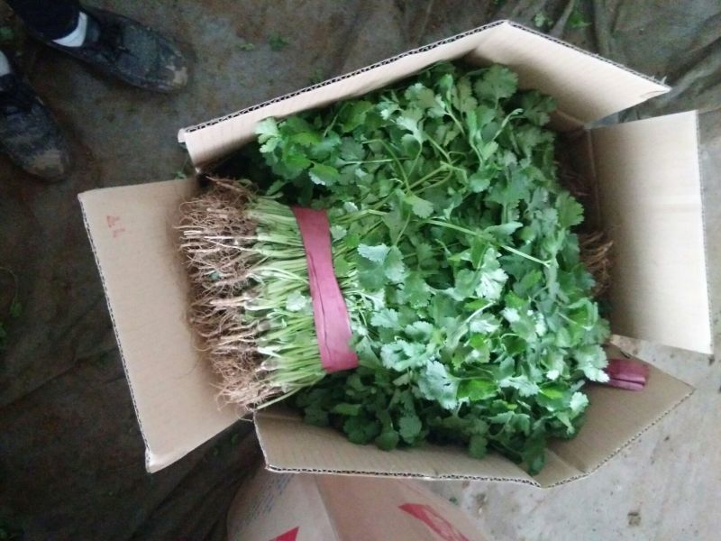 大叶菠菜15~20厘米，货源充足。本人常年专业代收