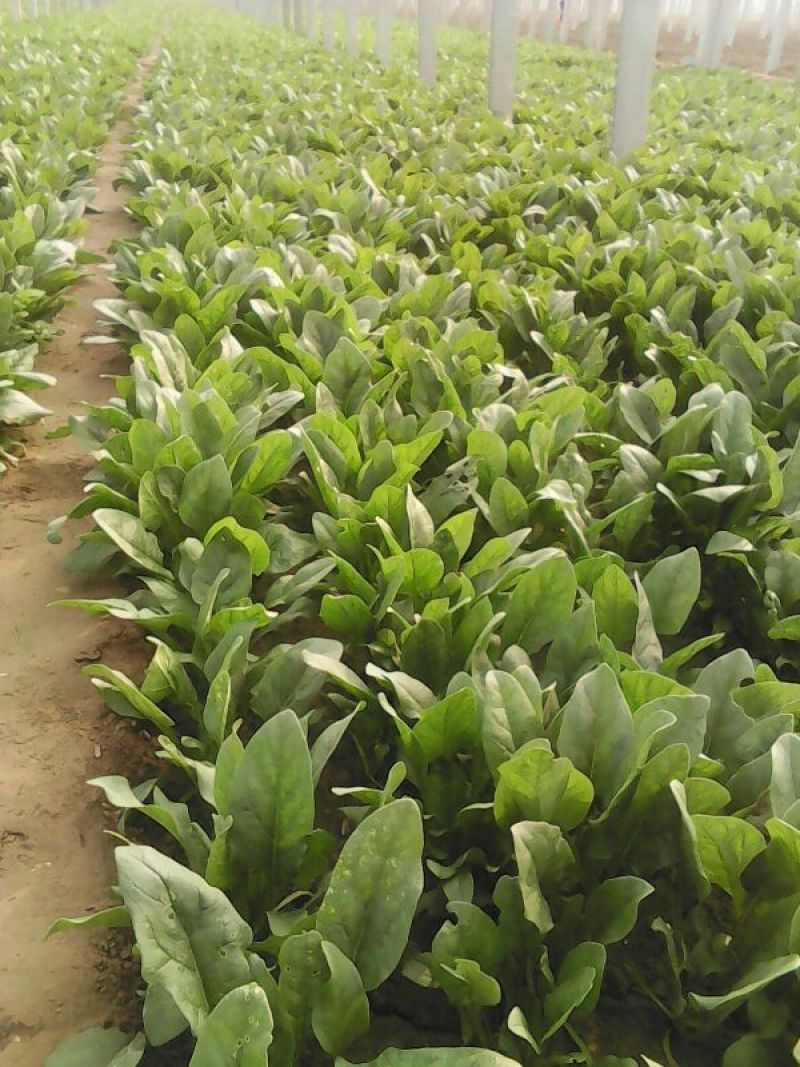 大叶菠菜20~25厘米