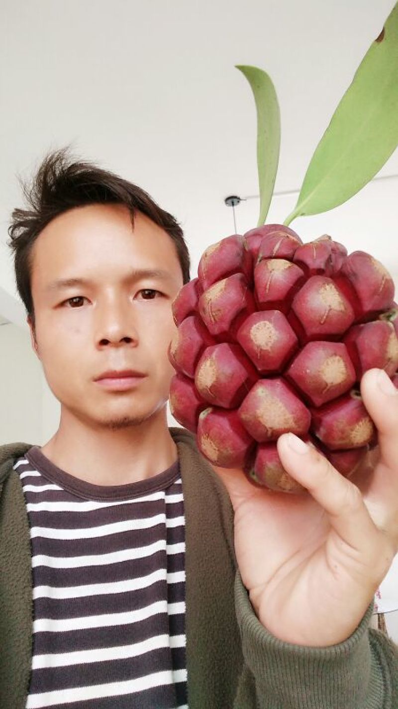 黑老虎老桩苗