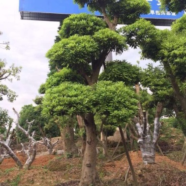杨梅树