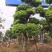 杨梅树