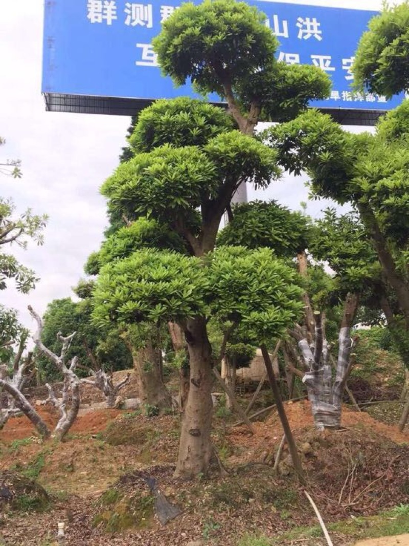杨梅树
